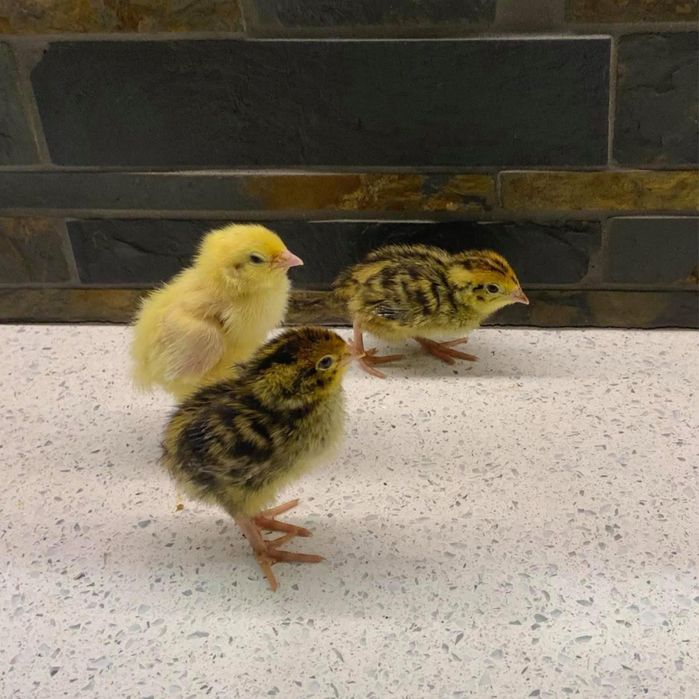 Texas A&M White (Beliy gigant) Bedana jo‘jalari!