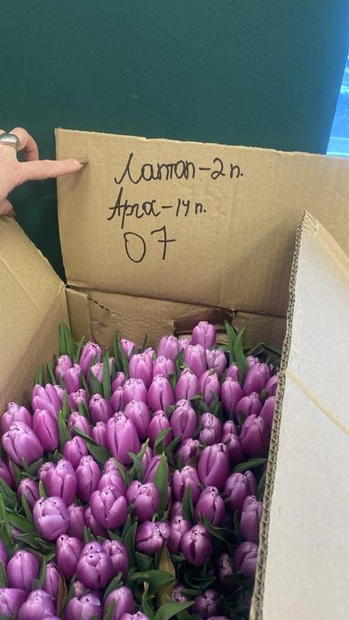 Тюльпаны оптом к 8 марта