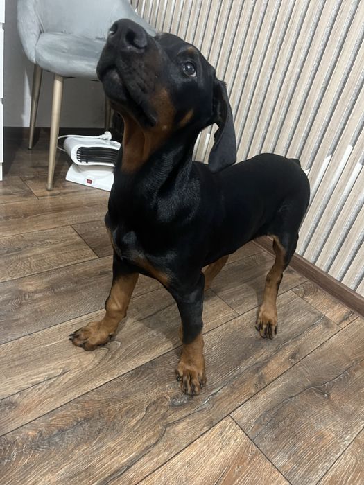 Продам добермана