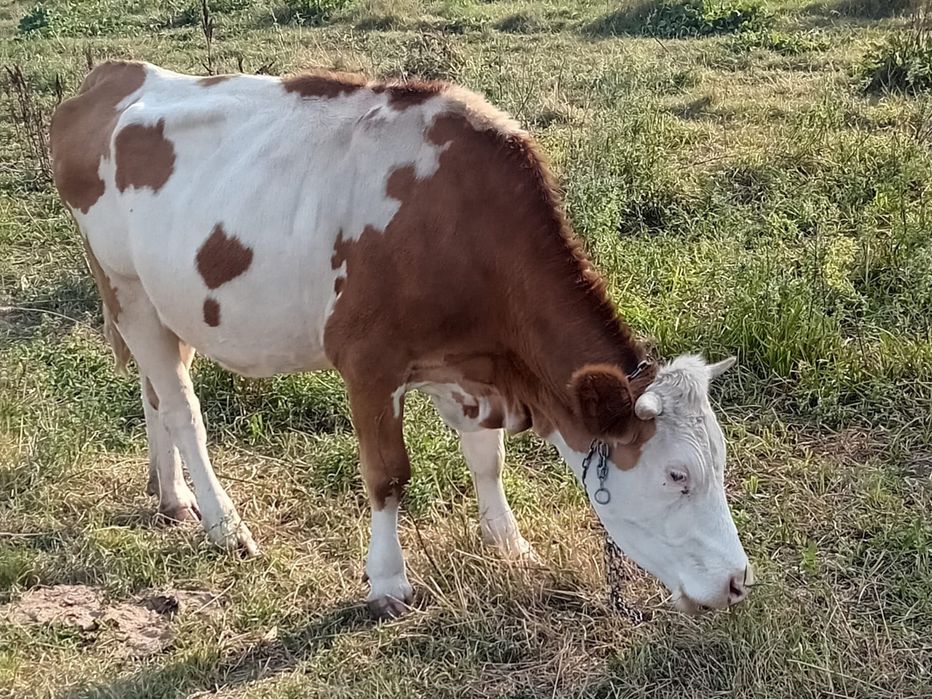 Fermă vinde juninci de aproximativ 1 an – 6.500 lei/bucată