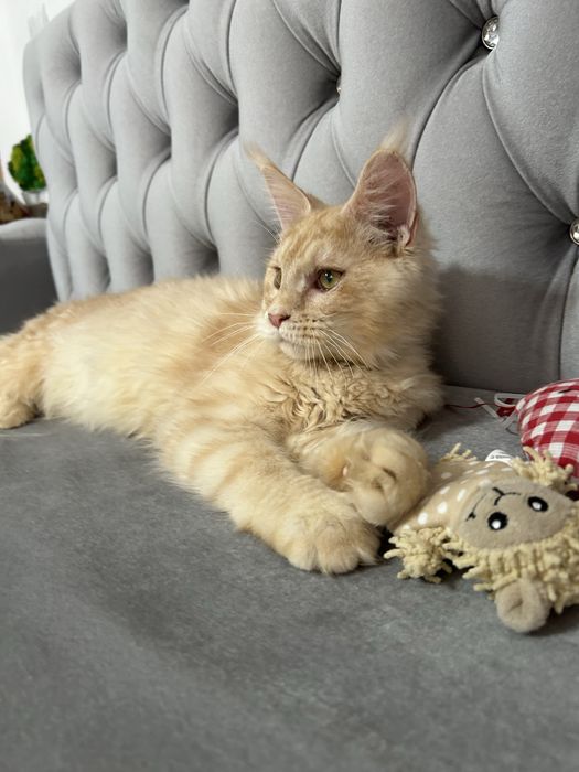 Femela maine coon felisa autorizata