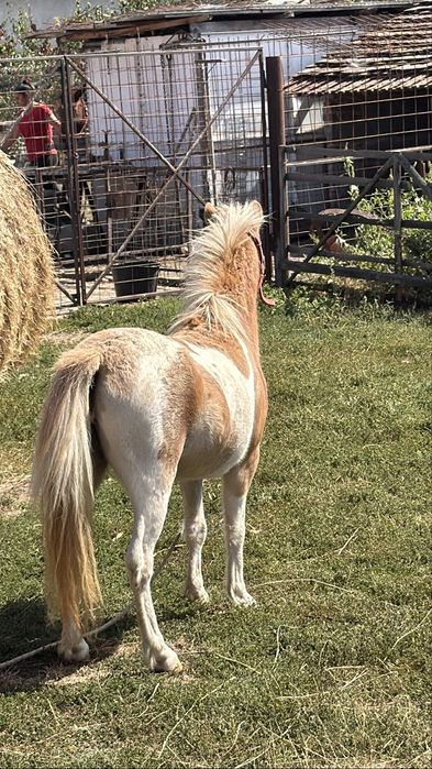 Poneiță de vanzare