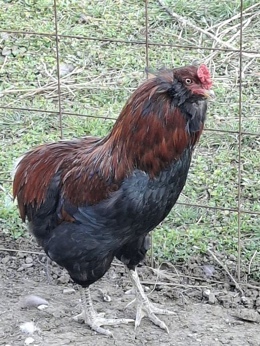 Cocoși  Araucana