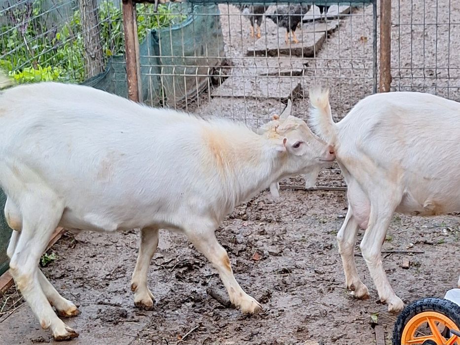 Vând țap rasa sannen