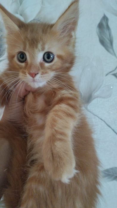 Котята мальчик и девочка