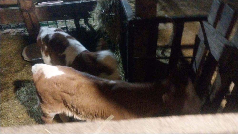 Продам телят в Теректинском районе