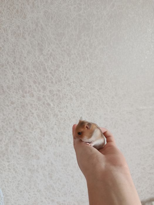 Сирийские хомячки.