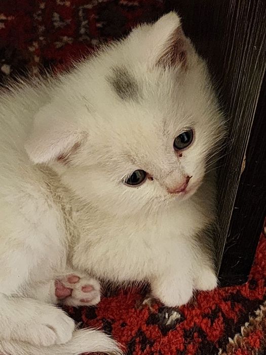 Toza qonli Scottish fold va straytlar sotiladi