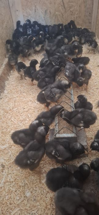 Pui Australorp și Plymouth