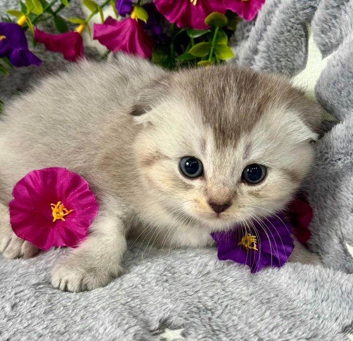 шиншилла девочка