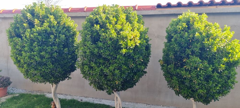 Евонимус-японика 2м.