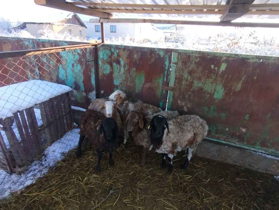 Бараны матки 5штук