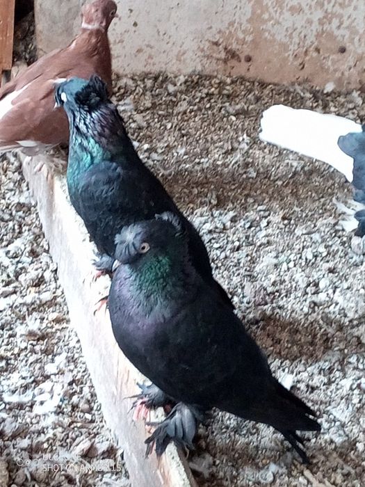 Черни двукачулни мардини