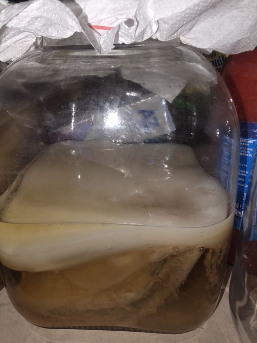 Vând SCOBY pentru kombucha