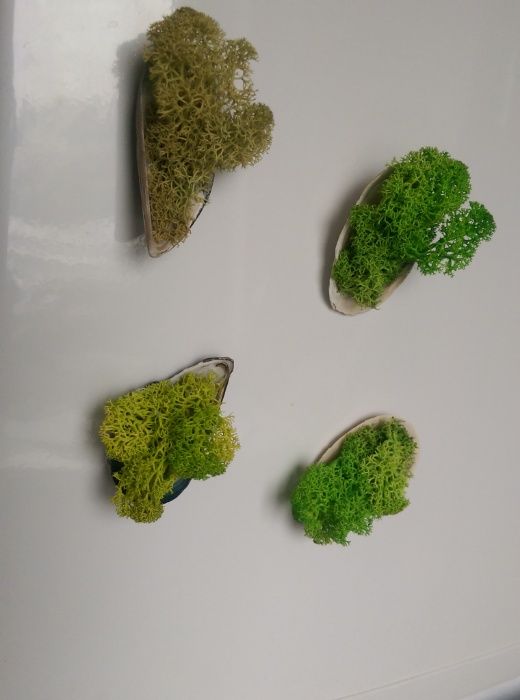 Magnet frigider cu licheni si scoica