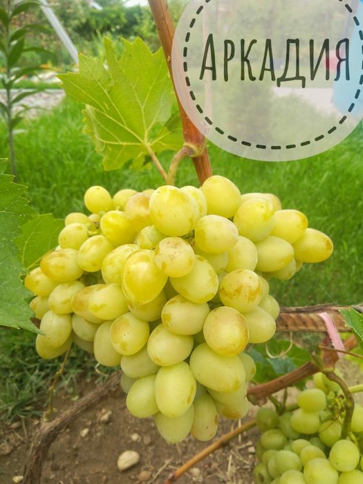 Виноград саженцы винограда