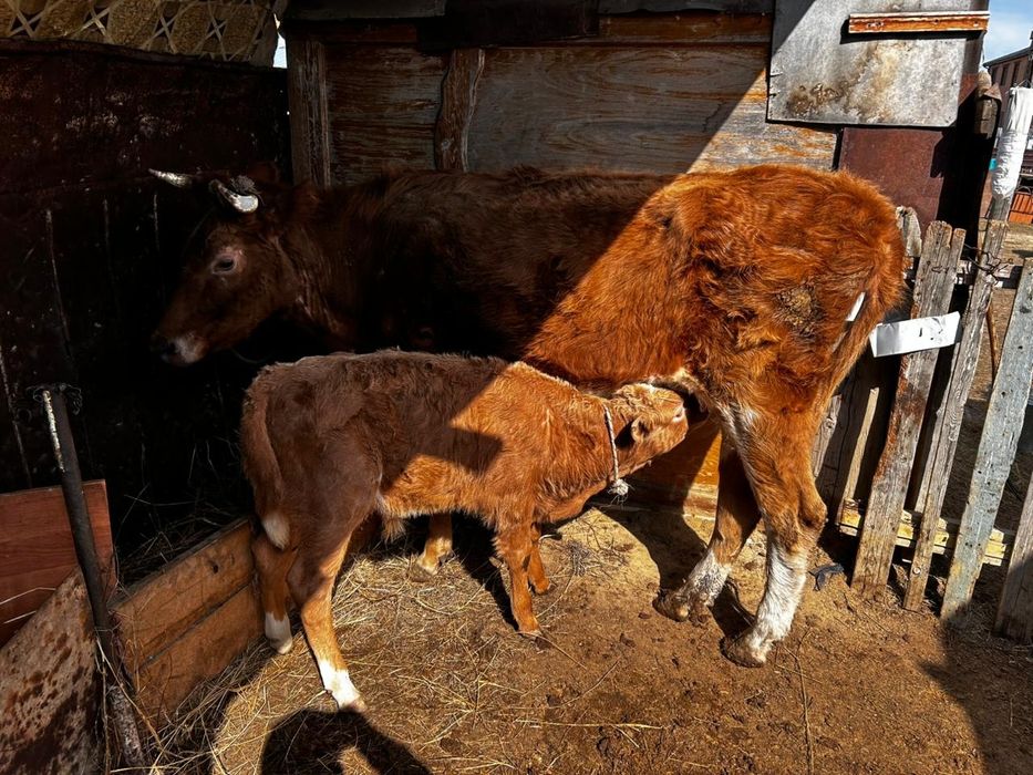 сиыр бузау кашар сатылады
