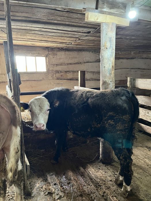 15 бас бұқашық пен қашар , откорм