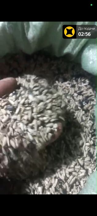 Продам семечки подсолнечника