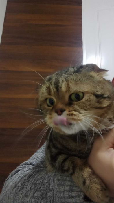 Кот. Вязка Скотиш Фолд