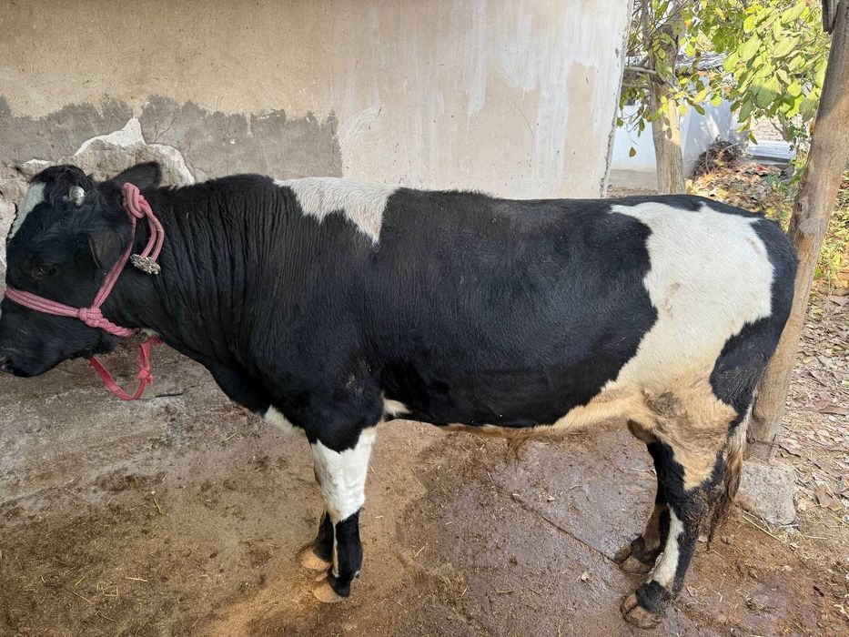 Buqalar sotiladi 2ta ikkalasi 63million yaxshi boqilgan òzimizniki