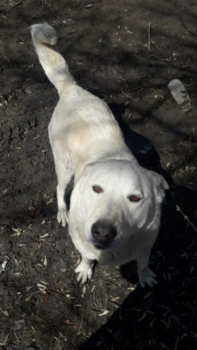 Отдам собак в хорошие руки