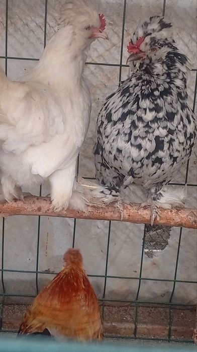 Yaponcha tovuq tuxumlariga zakas olamiz 5 mingdan