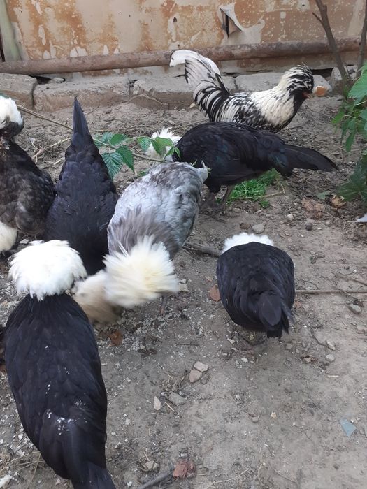 Vând per.de găinușe