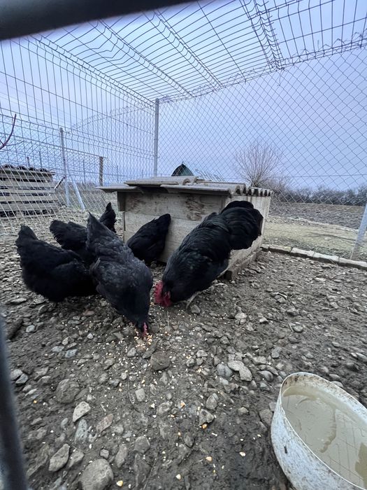 Oua pentru incubator sau familie 6+1 australorp