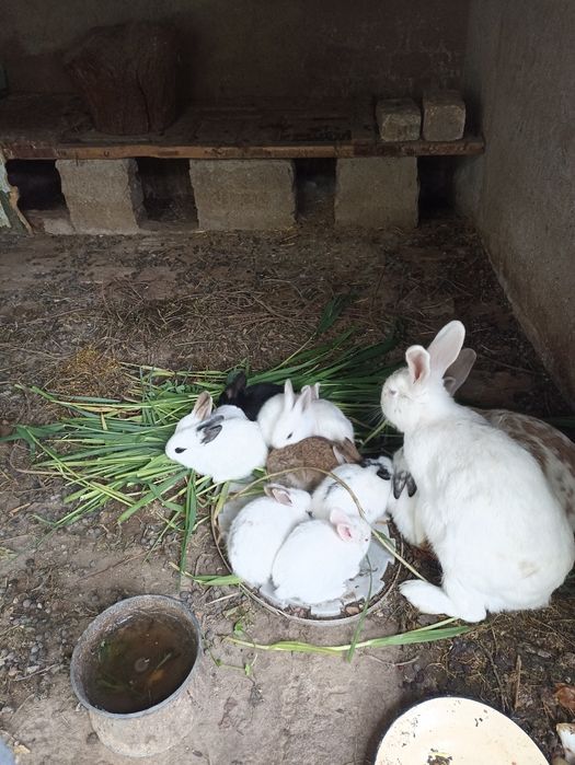 Quyon bolalari quyon