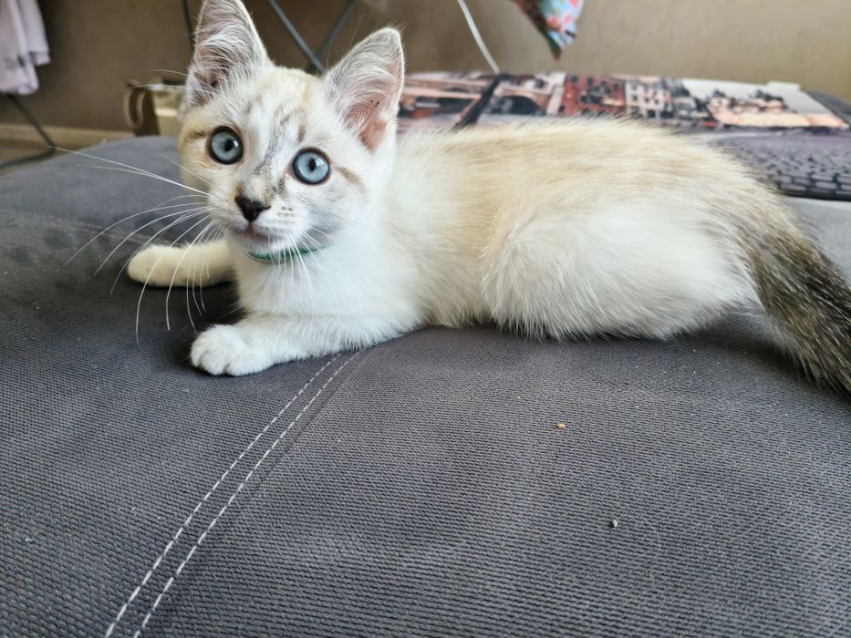 Отдам котёнка в добрые руки