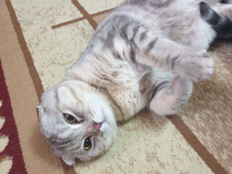 Skottish fold shotlandskiy