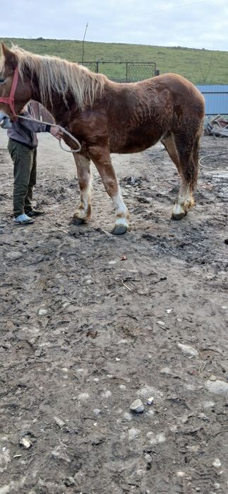 Vând sau schimb cu junici manz de 2 ani castrat fără defecte
