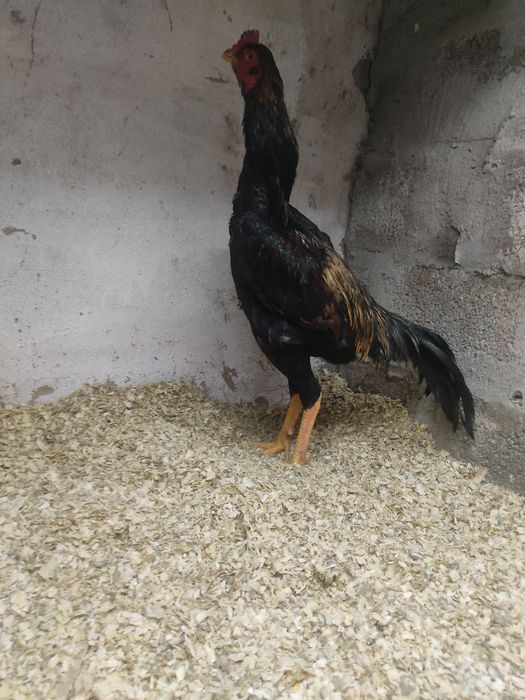 Дакан тауык кораз сатылады