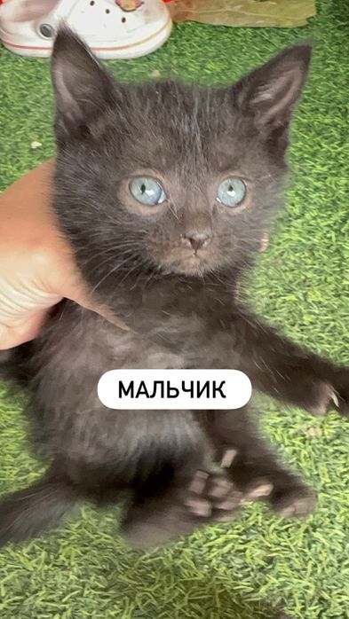 Котята мальчик,  девочка, в добрые руки