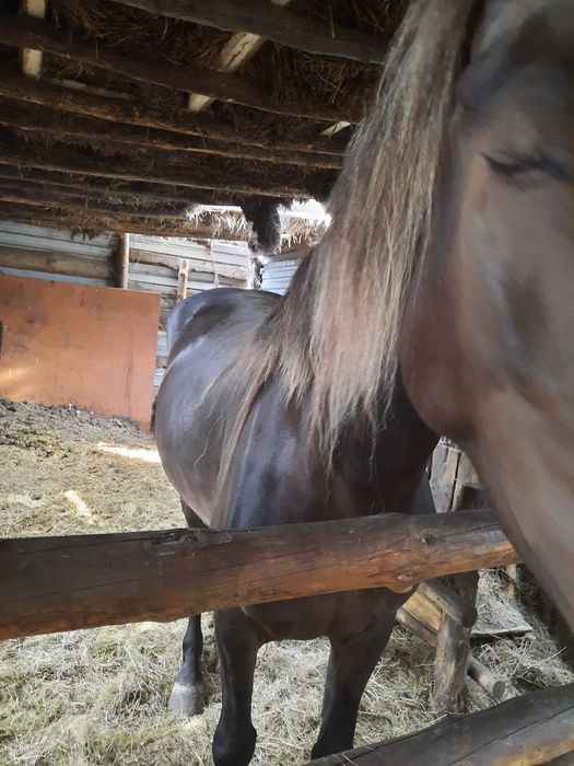 Продаю байтал 4года ,на откорме