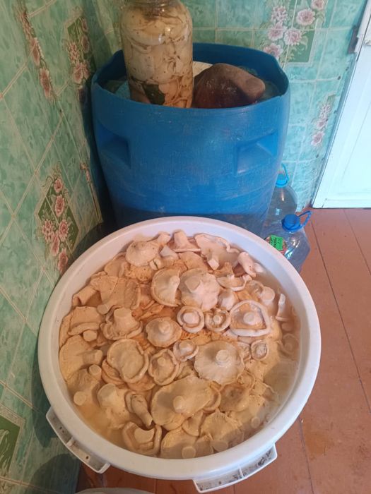 Продам грузди оптом