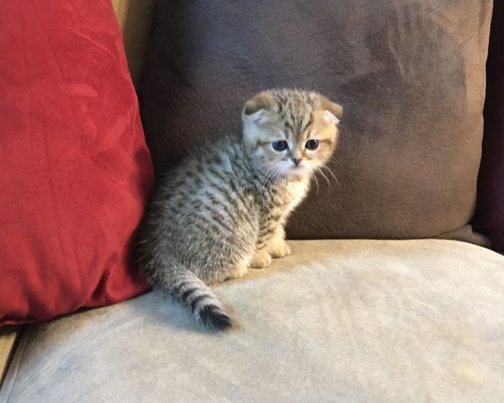 Шотландские котята