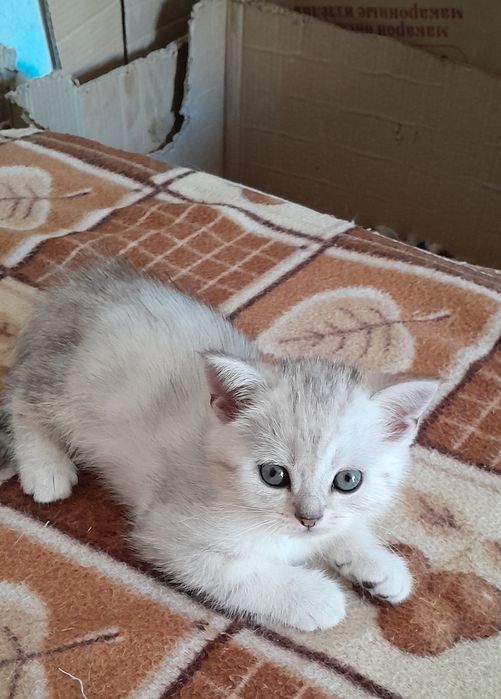 Британские котята