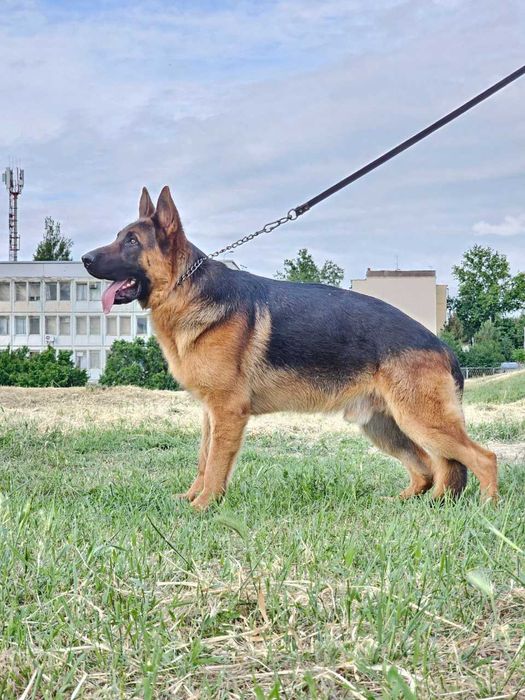 Вязка немецкой авчарки