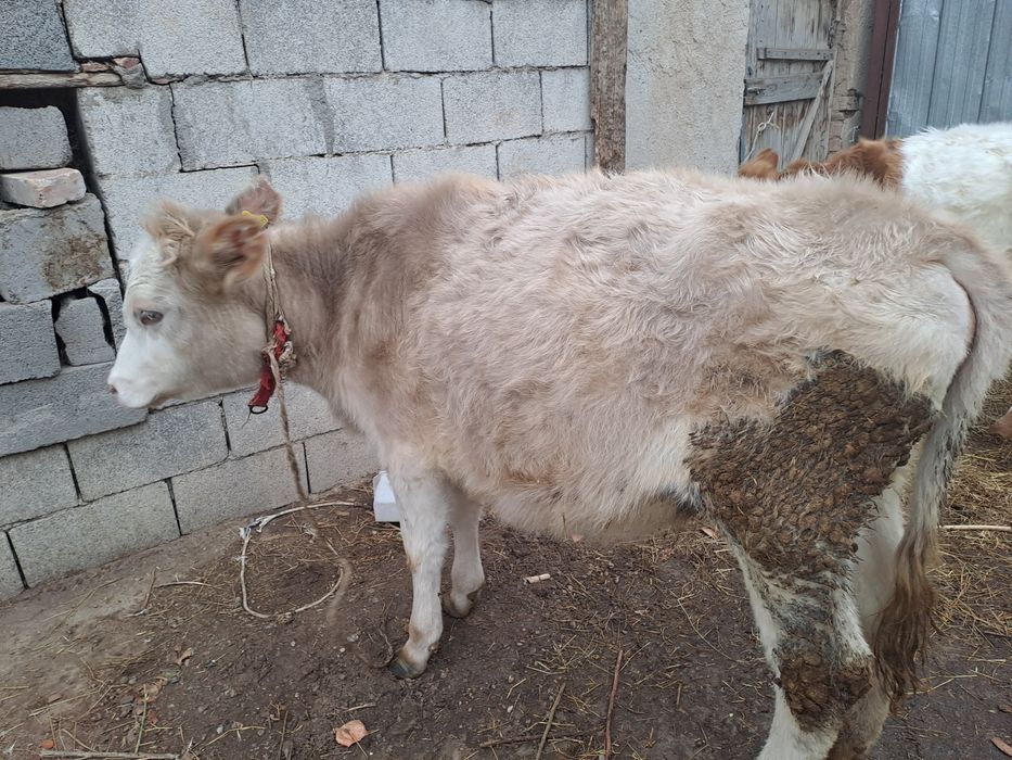 Тана 300000 Узынагаш