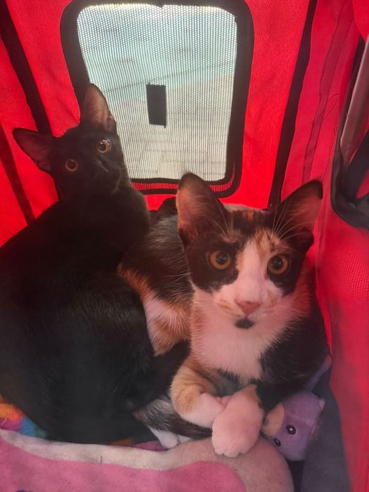 Cat Sitting de LUX – „Olimpul Pisicilor”
