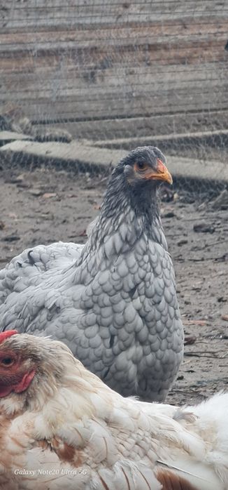 Brahma albastru,splash si alb