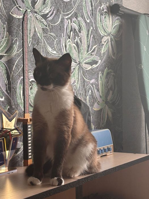 Отдам взрослую кошку в хорошие руки