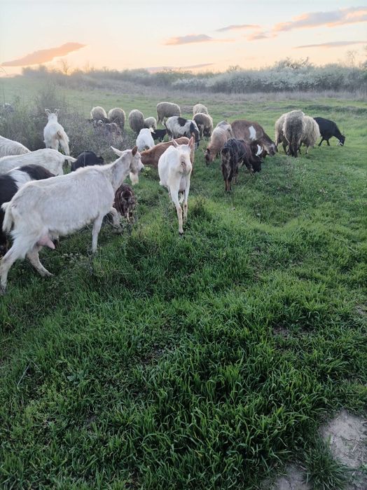 Vând capre bune de lapte