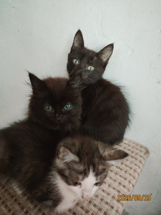 Отдам котят в добрые руки