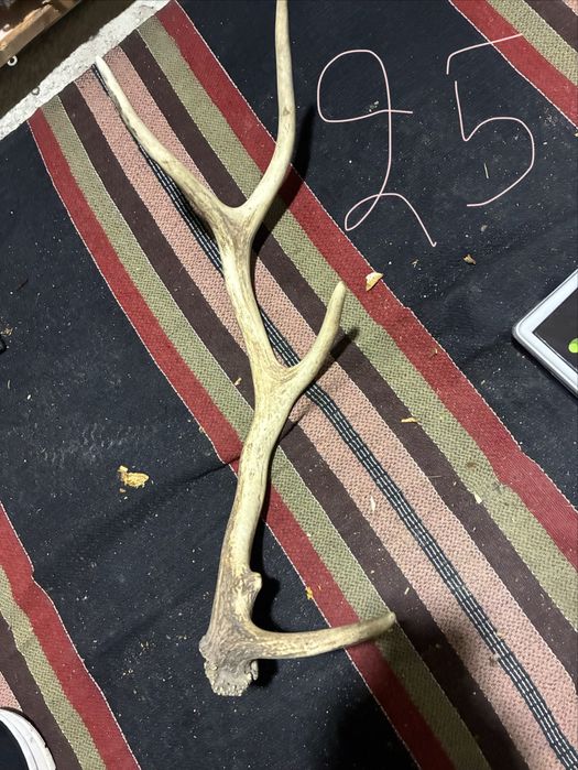 Рога елен сръндак трофей паралия софра маса