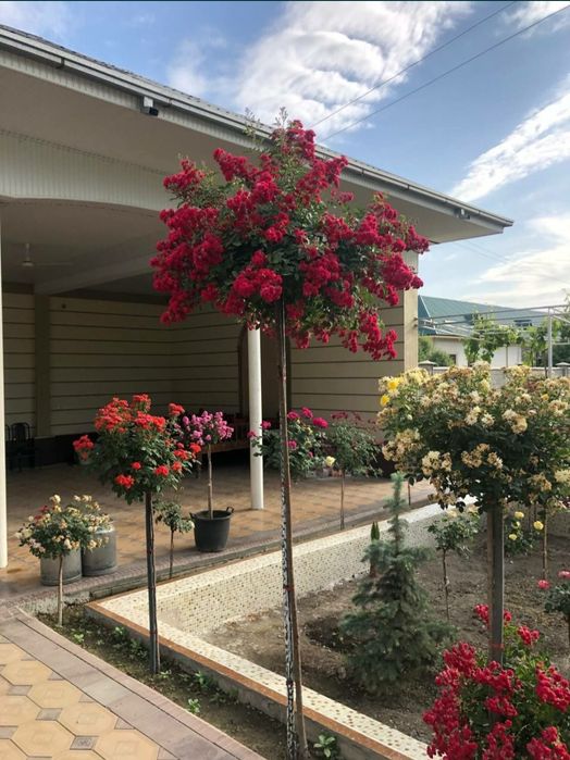 Декоративные розы