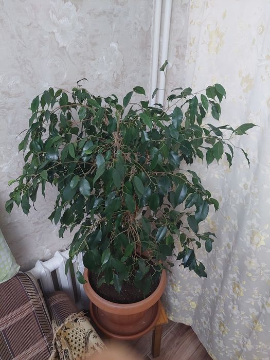 Фикус Бенджамина