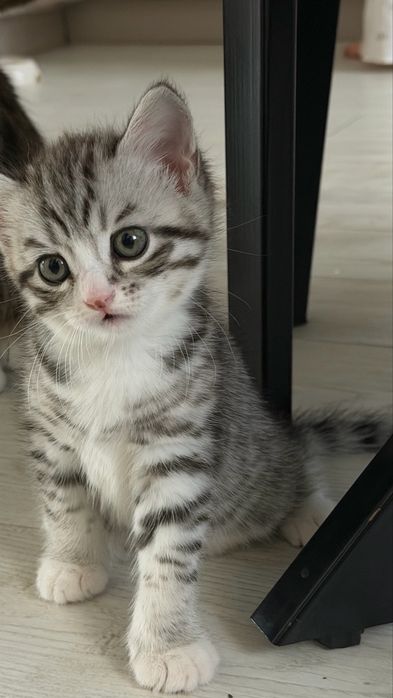 Котята помесь британца и шотландца